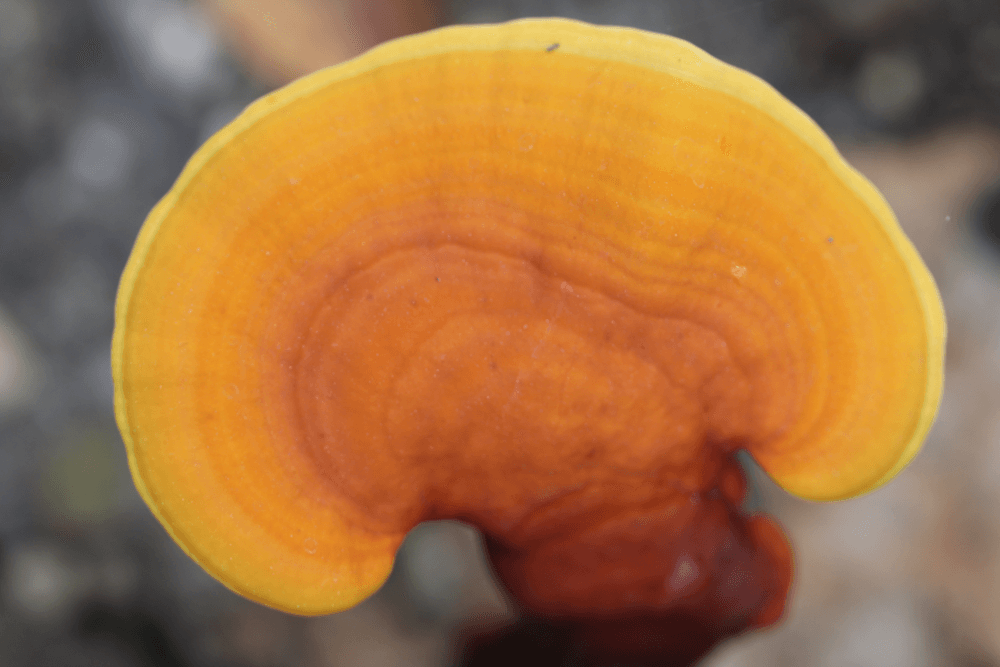 Reishi – mehr als „nur" ein Baumpilz