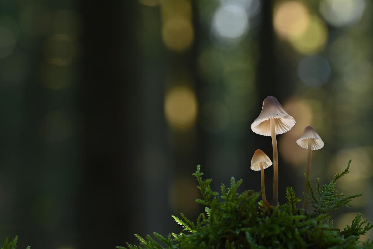 Was sind Pilze?
