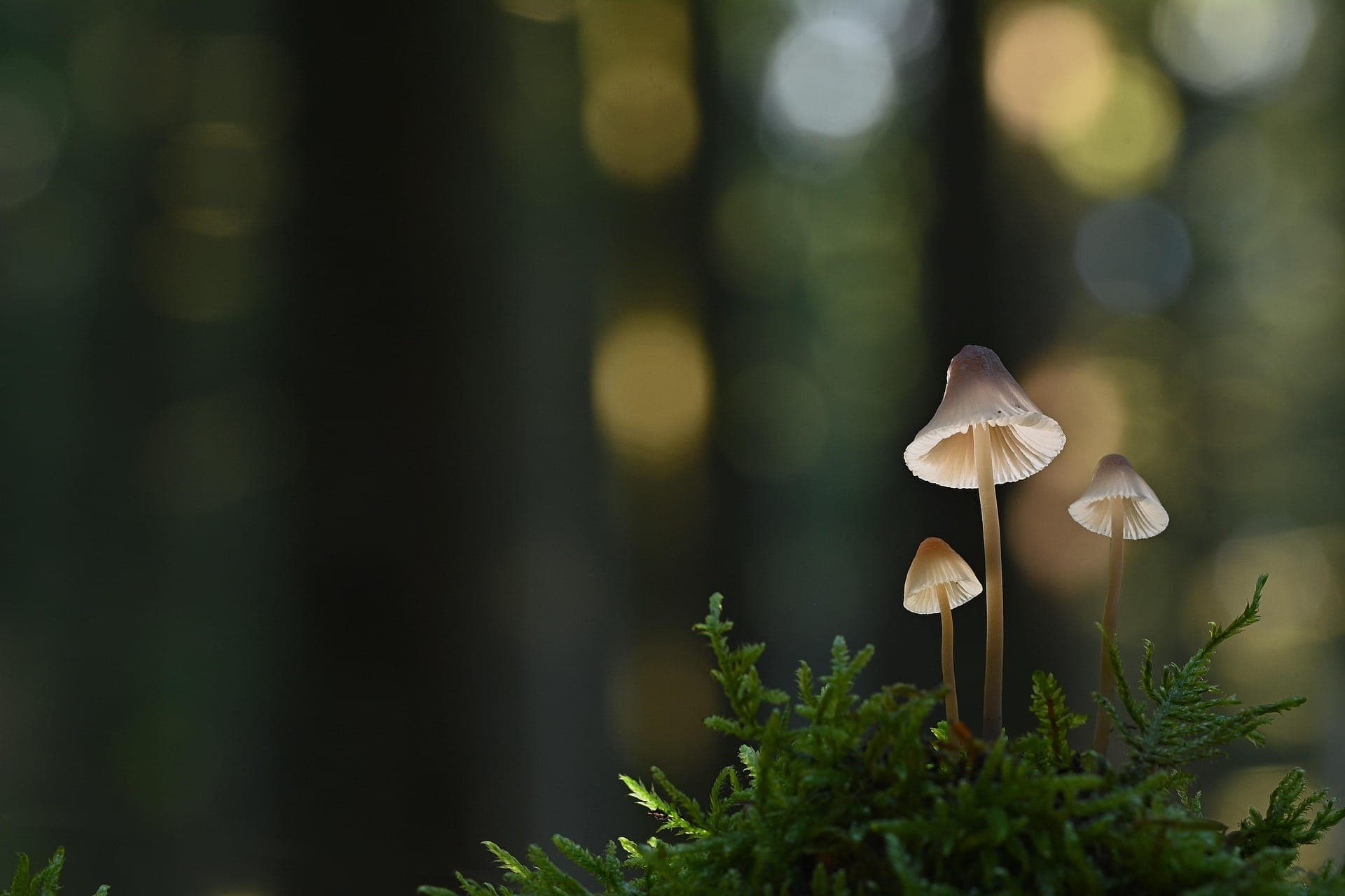 Was sind Pilze?