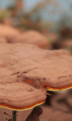 Reishi