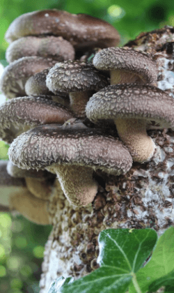Shiitake