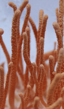 Cordyceps