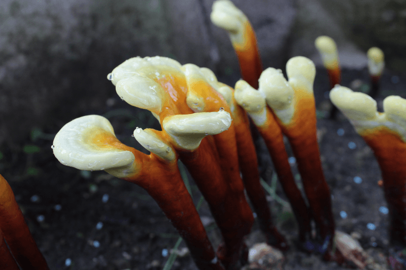 Reishi – von der Hyphe zum Pulver