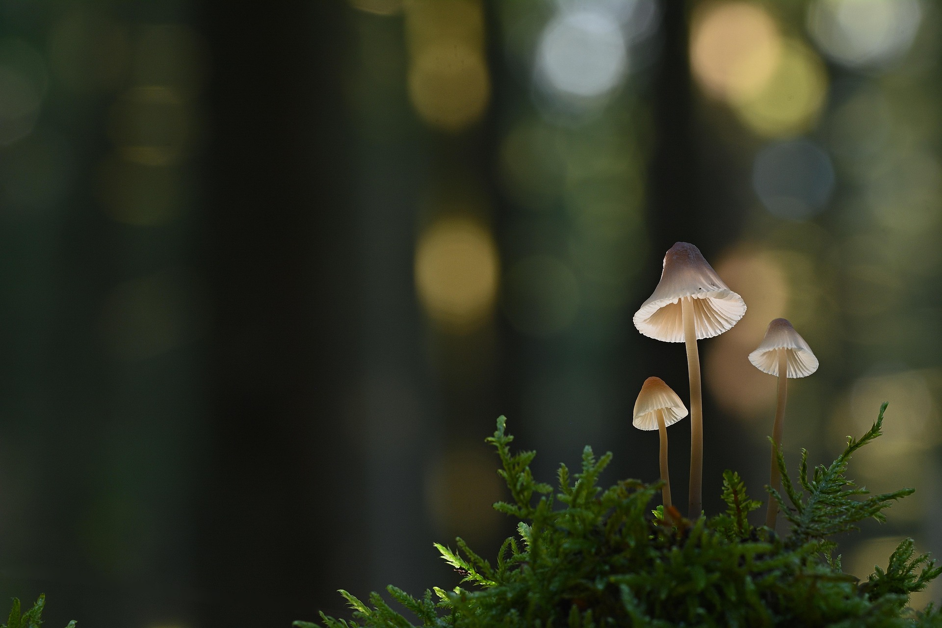 Was sind Pilze?