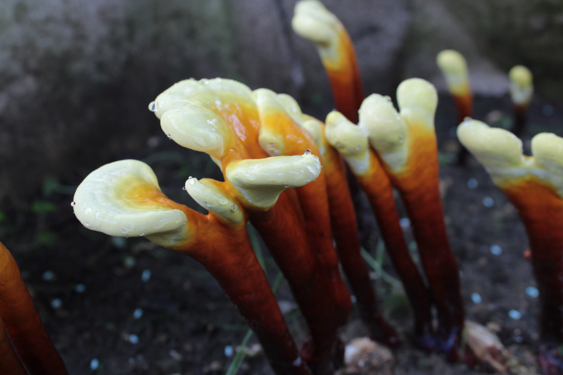 Reishi – von der Hyphe zum Pulver